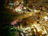 Farnes 037.jpg